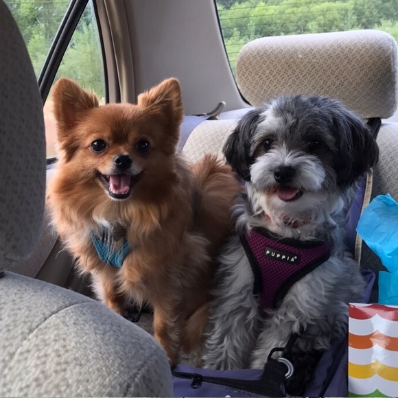 Meet your posher! 👩🏼‍🏫🐶🗺🌊🖼📝🎹 - Picture 4 of 6